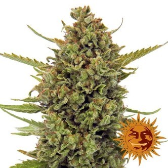 Acapulco Gold (Barney's Farm) feminiserede cannabisfr&oslash;