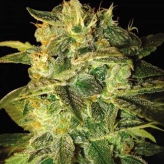 Sugar Mango Ryder (World Of Seeds) feminiserede cannabisfr&oslash;