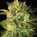Sugar Mango Ryder Autoflower (World Of Seeds) Feminiserede