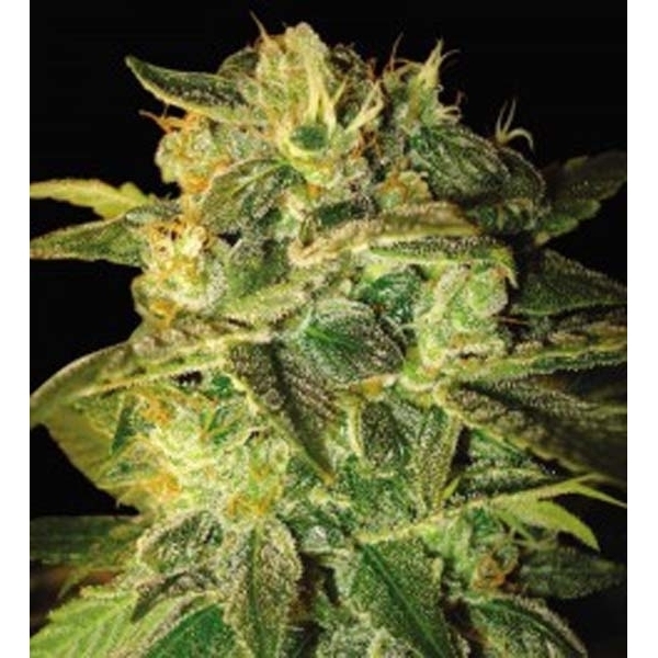 Sugar Mango Ryder Autoflower (World Of Seeds) Feminiserede