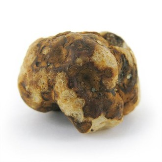 Tampanensis Magiske trøfler