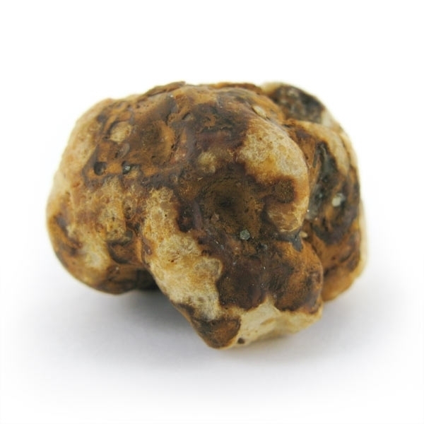 Tampanensis Magiske trøfler