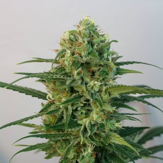 Toxic (Ripper Seeds) feminiserede