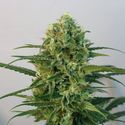 Toxic (Ripper Seeds) Feminiserede
