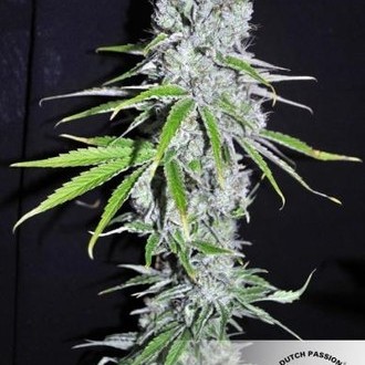 CBD Skunk Haze (Dutch Passion) Feminiserede