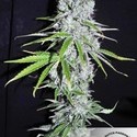 CBD Skunk Haze (Dutch Passion) Feminiserede
