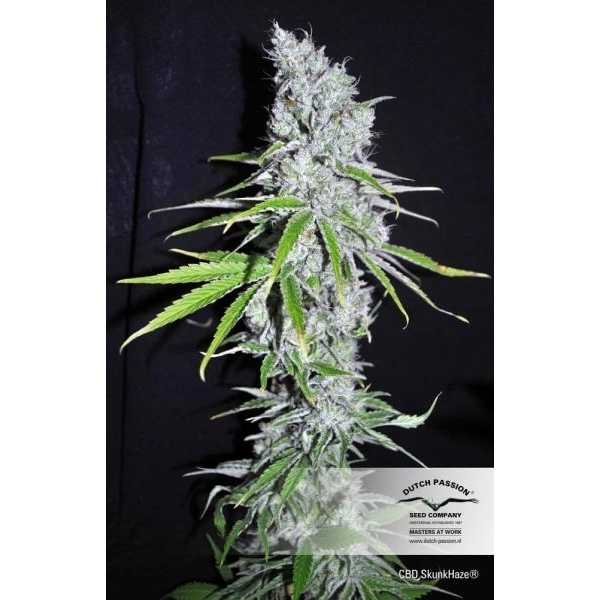 CBD Skunk Haze (Dutch Passion) Feminiserede