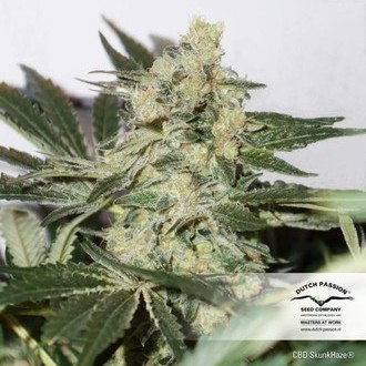 CBD Skunk Haze (Dutch Passion) Feminiserede