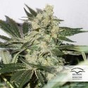 CBD Skunk Haze (Dutch Passion) Feminiserede