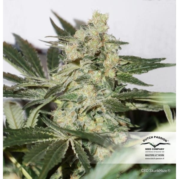 CBD Skunk Haze (Dutch Passion) Feminiserede
