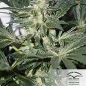 CBD Skunk Haze (Dutch Passion) Feminiserede