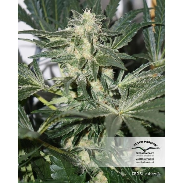 CBD Skunk Haze (Dutch Passion) Feminiserede