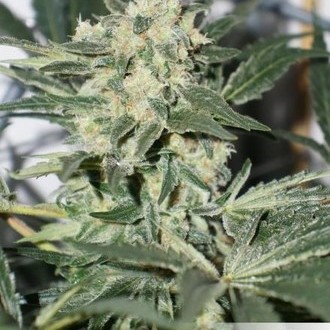 CBD Skunk Haze (Dutch Passion) Feminiserede