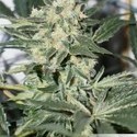 CBD Skunk Haze (Dutch Passion) Feminiserede