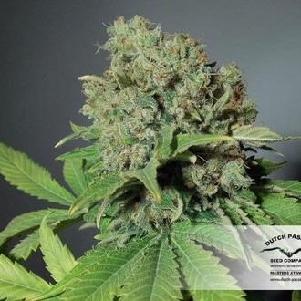 CBD Skunk Haze (Dutch Passion) Feminiserede