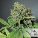 CBD Skunk Haze (Dutch Passion) Feminiserede