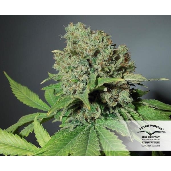 CBD Skunk Haze (Dutch Passion) Feminiserede