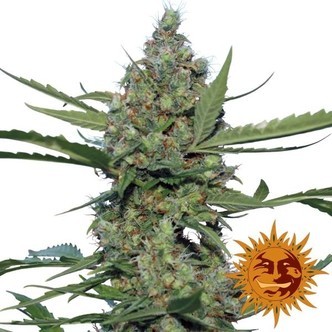 Laughing Buddha (Barney's Farm) feminiserede cannabisfr&oslash;