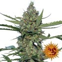 Laughing Buddha (Barney's Farm) Feminiserede