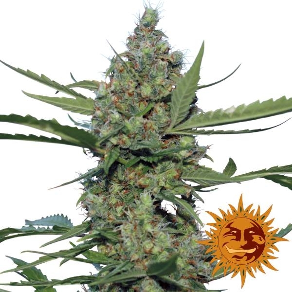 Laughing Buddha (Barney's Farm) Feminiserede