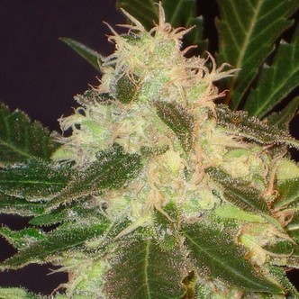 Widow (CBD fr&oslash;) feminiserede