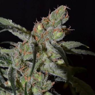 Shark (CBD fr&oslash;) feminiserede