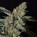 Shark (CBD frø) Feminiserede