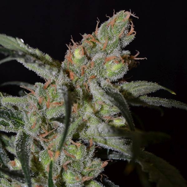 Shark (CBD frø) Feminiserede