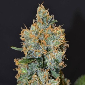 Lavender (CBD fr&oslash;) Feminiserede