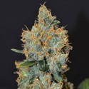 Lavender (CBD frø) Feminiserede
