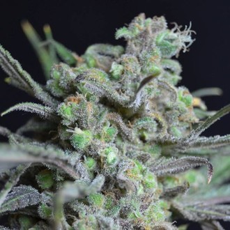 Critical (CBD fr&oslash;) Feminiserede