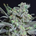 Critical (CBD frø) Feminiserede