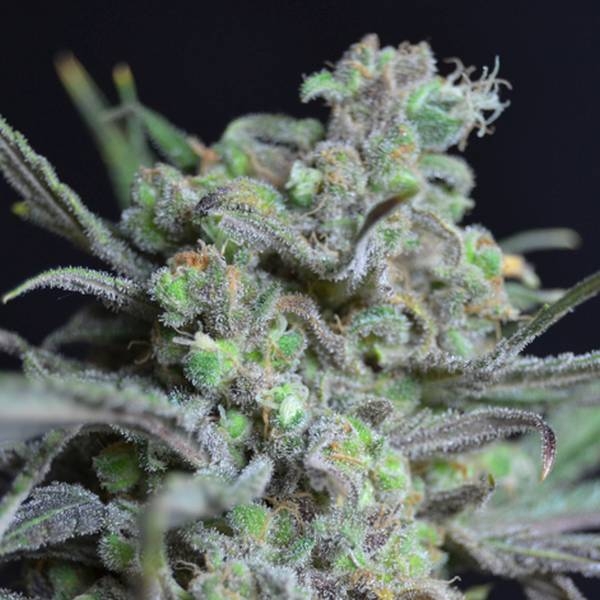 Critical (CBD frø) Feminiserede