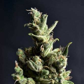 Amnesia 5 (CBD fr&oslash;) feminiserede
