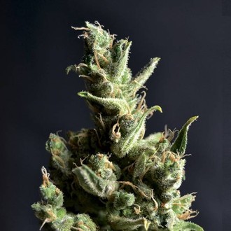 Amnesia 5 (CBD fr&oslash;) Feminiserede