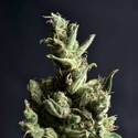Amnesia 5 (CBD frø) Feminiserede