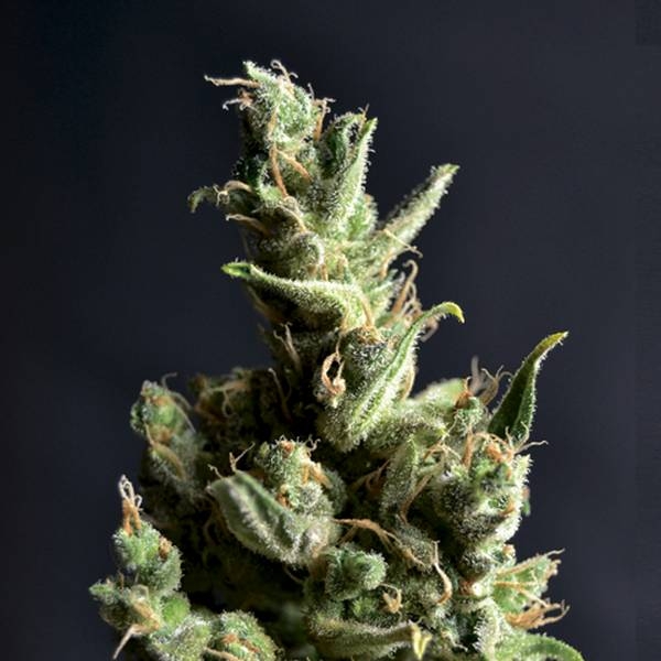 Amnesia 5 (CBD frø) Feminiserede