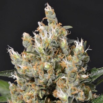 Kali (CBD fr&oslash;) feminiserede