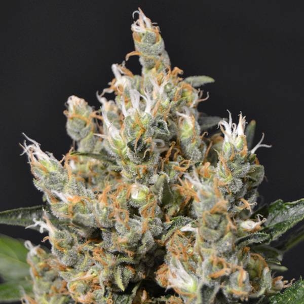 Kali (CBD frø) Feminiserede