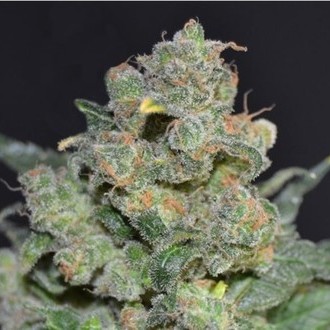 Cheese (CBD fr&oslash;) Feminiserede