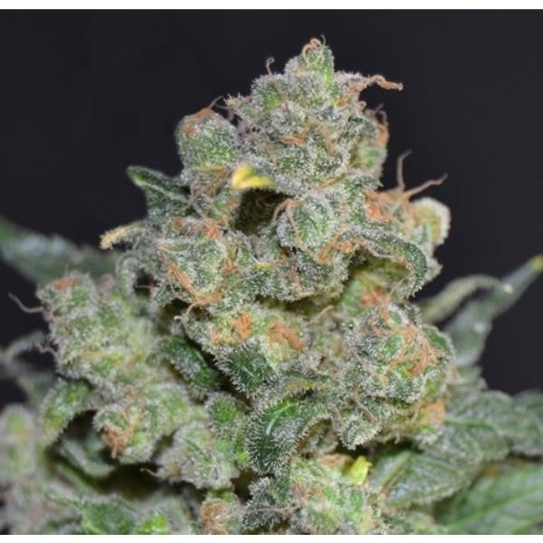 Cheese (CBD frø) Feminiserede