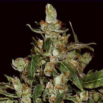 Auto Widow (CBD fr&oslash;) feminiserede