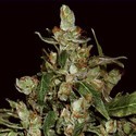 Auto Widow (CBD frø) Feminiserede