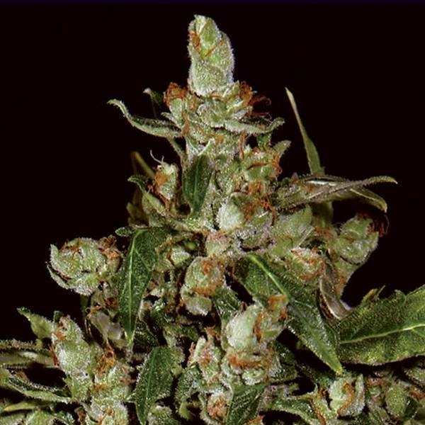 Auto Widow (CBD frø) Feminiserede
