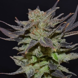 Auto Lavender (CBD fr&oslash;) feminiserede