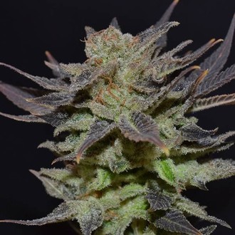 Auto Lavender (CBD fr&oslash;) Feminiserede