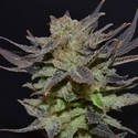 Auto Lavender (CBD frø) Feminiserede
