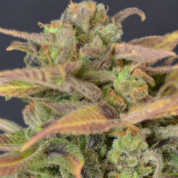 Auto Critical (CBD frø) Feminiserede
