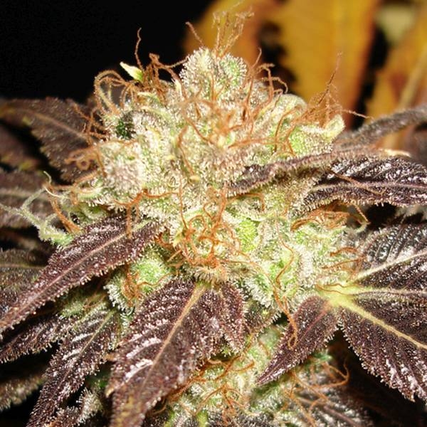 Auto Diesel (CBD frø) Feminiserede
