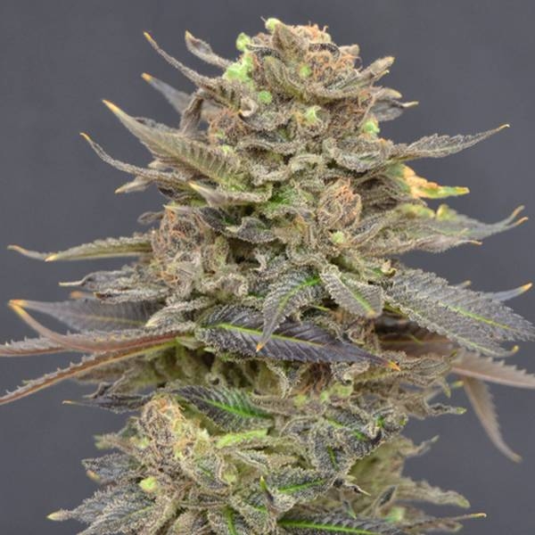 Magma (CBD Seeds) Feminiserede